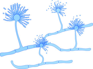 Structure of Aspergillus under microscope