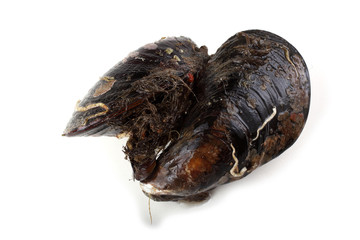 Mussels