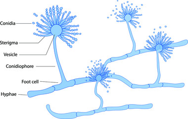 Structure of Aspergillus under microscope