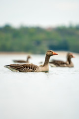 Wild greylag geese swimming on a lake