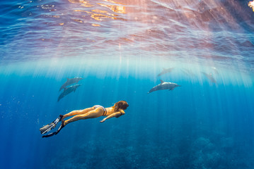 Woman in bikini and fins snorkeling with pod of dolphins in clear blue ocean on sunny day - obrazy, fototapety, plakaty