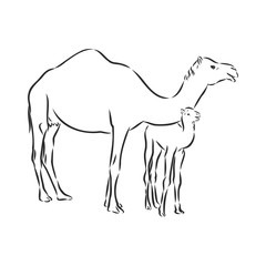 Camel. Hand drawn vector illustration. Can be used separately from your design. camel vector sketch illustration