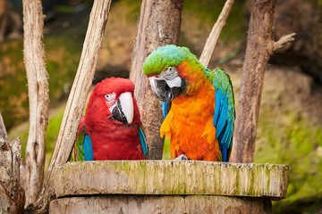 Red and green macaw (Ara chloropterus)	