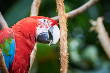 Red and green macaw (Ara chloropterus)	