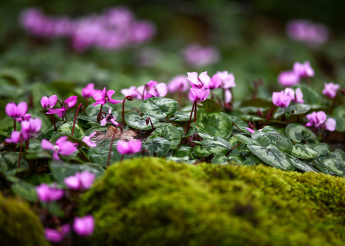blooming  purple Cyclamen  plant