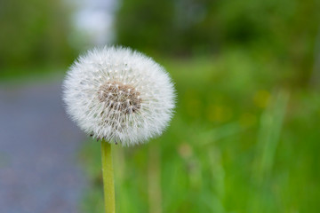 Dandelion seeds near the road with a fresh green side background, grey seeds on green background