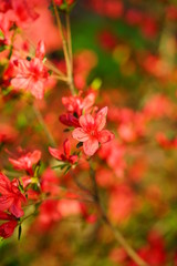 Red azalea flower bush in the spring garden