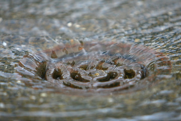 7 Sept 2008 the spring pool at the nature back ground