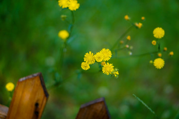 beautiful flower closeup tender yellow grass magic fairytale wood fence