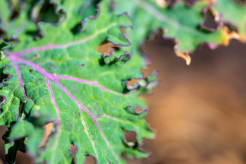 Blue russian kale with purple veins