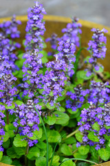 Carpet bugle weed (ajuga reptans) flower spikes in the spring garden