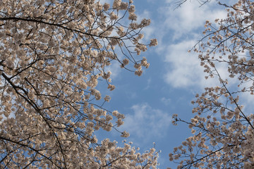 cherry blossom sakura in spring time over blue sky.