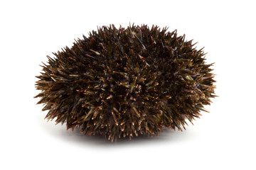 Gray sea urchin
