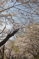 cherry blossom sakura in spring time over blue sky.