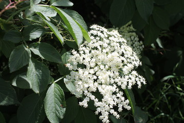 medicinal plant Sambucus nigra. Common names include elder, elderberry, black elder, European...