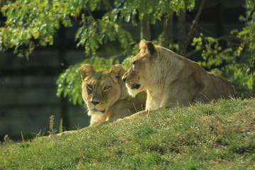 lion and lioness
