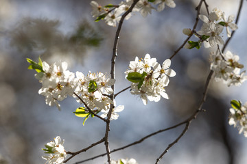 Blooming cherry plum spring flowers