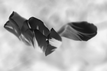 beautiful flower closeup black white abstract