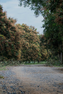 concrete path through mango forest . trees full of mango flower buds in a sunny daylight with no people