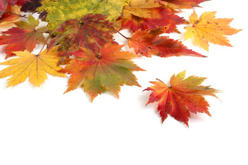 Different autumn maple leaves