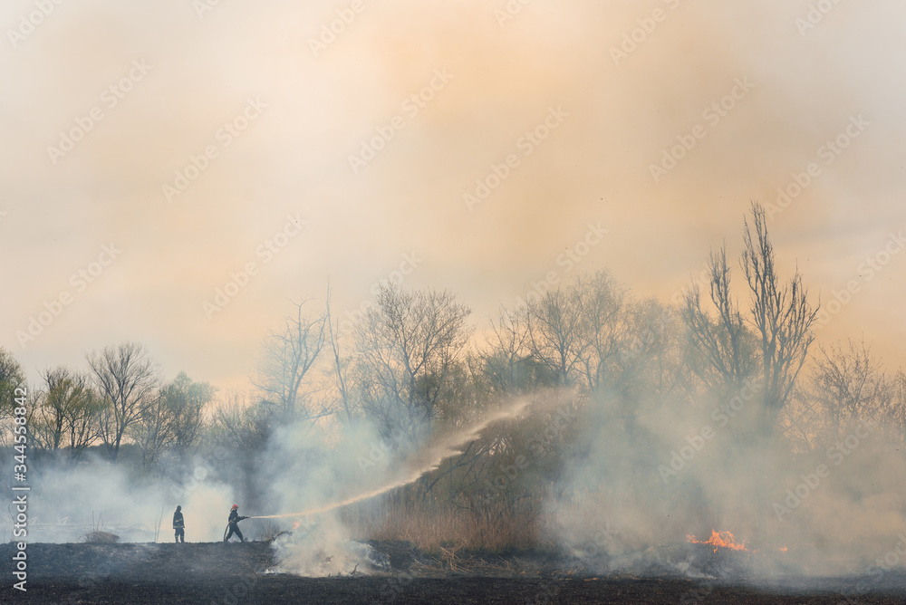 Wall mural Firefighter battle with the wildfire. Firefighters are training. Firemen are using foam or water in fire fighting operation.