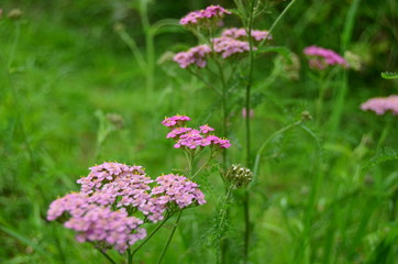 Photo of wild pink yarrow on a background of green grass