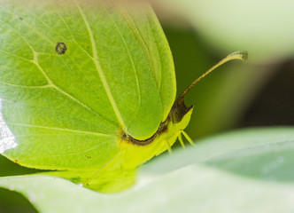 Insect