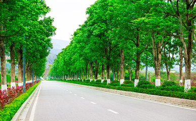 Obraz premium An empty driveway with green trees