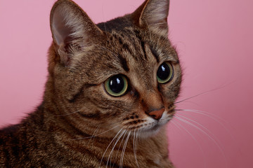 Cute tabby cat with green eyes. Cat's muzzle with white mustaches close up. Portrait of a cat's face on a pink background