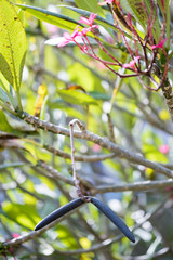 Close up of a plumeria seed