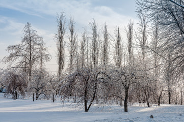 Fototapeta premium Beauté du verglas sur le paysage forestier