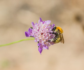 Bee