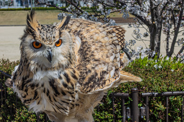 Owl, フクロウ, ふくろう