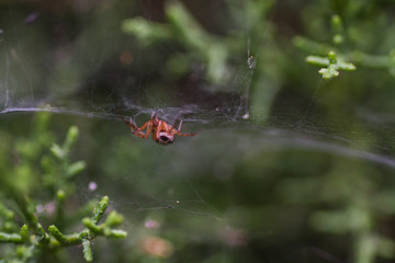 Spider