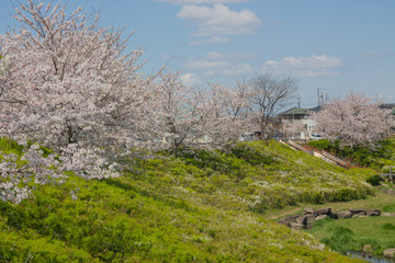 Japanese cherry blossom