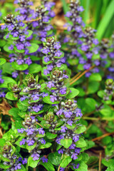 Carpet bugle weed (ajuga reptans) flower spikes in the spring garden