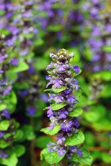 Carpet bugle weed (ajuga reptans) flower spikes in the spring garden