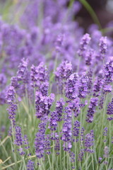 Fototapeta premium Field of lavender, common garden lavender, narrow-leaved English lavender