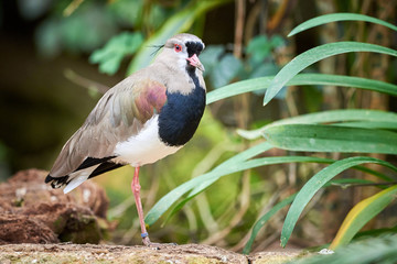 Southern lapwing Bird closeup ( Vanellus chilensis )