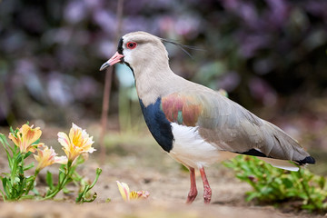 Southern lapwing Bird closeup ( Vanellus chilensis )