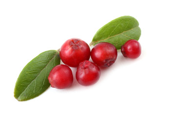 Cowberry