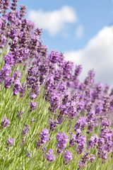 field of lavender