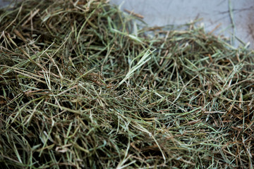 moss to horses