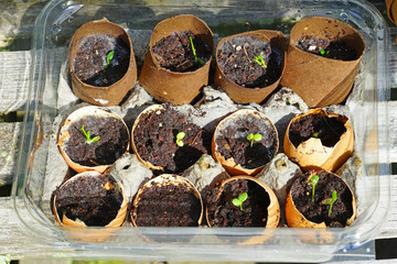 Growing kale seeds in eggshells and plastic salad crates