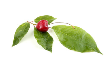Cherry and leaf