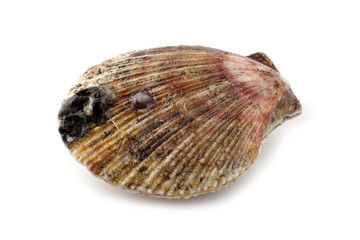 Scallop