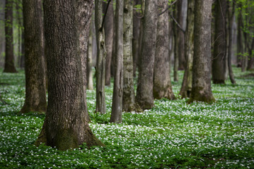 Obraz premium Spring forest with the first flowers