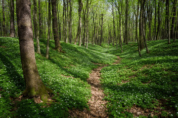 Forest landscape with a path