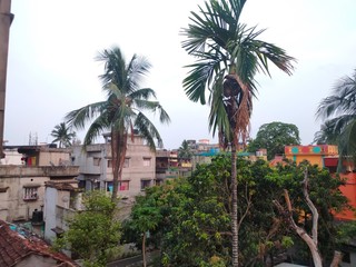 Fototapeta na wymiar Coconut trees in local area of India