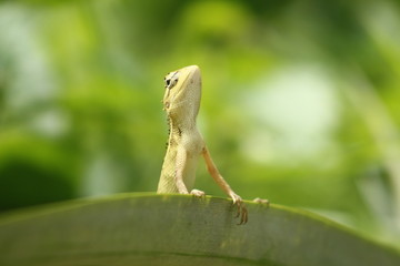 green lizard on a branch